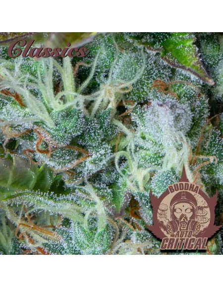 Buddha Seeds - Critical Auto