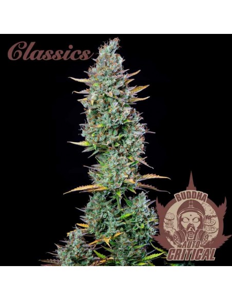 Buddha Seeds - Critical Auto