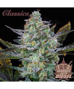 Buddha Seeds - Diesel Auto 2