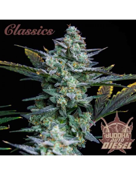 Buddha Seeds - Diesel Auto