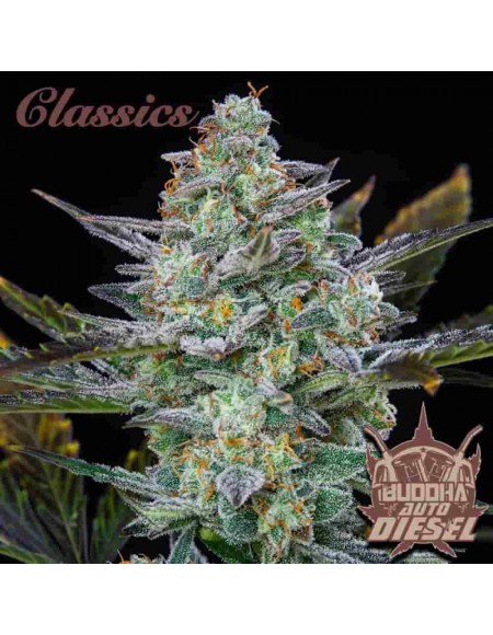 Buddha Seeds - Diesel Auto
