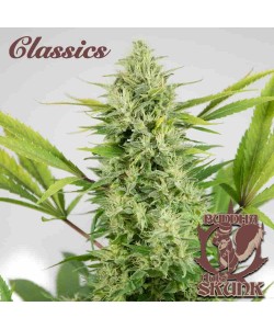 Buddha Seeds - Skunk Auto 2