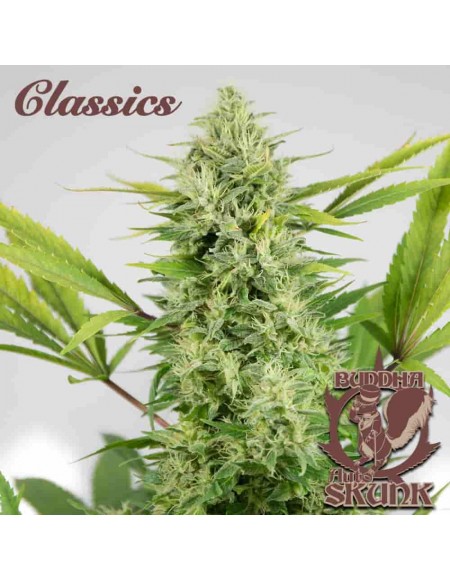 Buddha Seeds - Skunk Auto