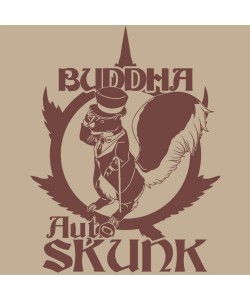 Buddha Seeds - Skunk Auto