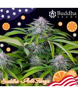 Buddha Seeds - Tangie Auto 2