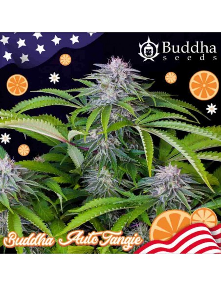 Buddha Seeds - Tangie Auto