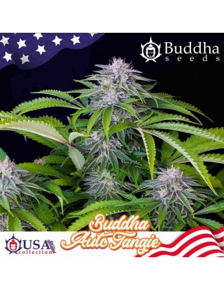 Buddha Seeds - Tangie Auto