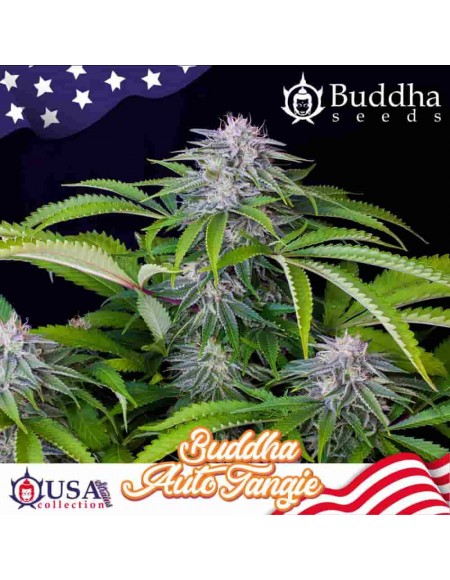 Buddha Seeds - Tangie Auto