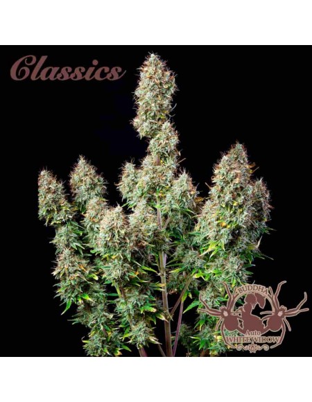 Buddha Seeds - White Widow Auto
