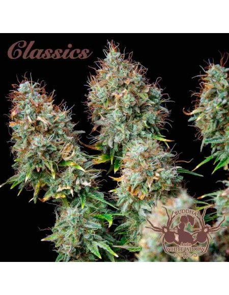 Buddha Seeds - White Widow Auto