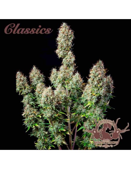 Buddha Seeds - White Widow Auto Buddha Seeds - White Widow Auto