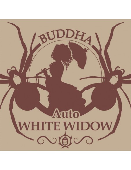 Buddha Seeds - White Widow Auto Buddha Seeds - White Widow Auto