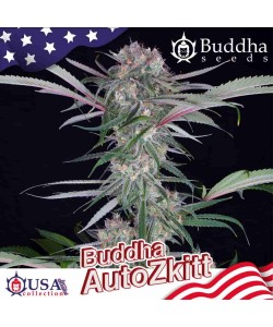 Buddha Seeds - Zkitt Auto 2
