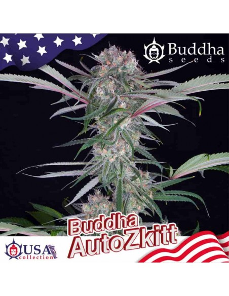 Buddha Seeds - Zkitt Auto