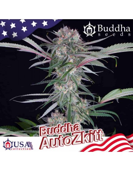 Buddha Seeds - Zkitt Auto