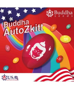 Buddha Seeds - Zkitt Auto