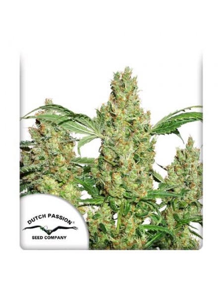 Dutch Passion - Power Plant - 3 Semi Auto