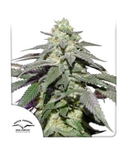 Dutch Passion - Skywalker Haze - 3 Semi Auto