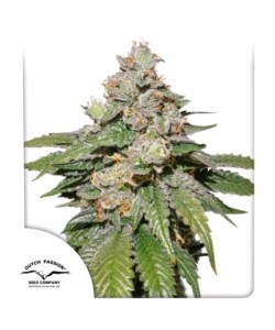 Dutch Passion -  Mokum's Tulip - 3 Semi Auto