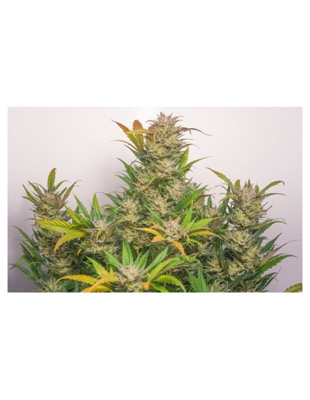 Dutch Passion - Mokum's Tulip - 3 Semi Auto