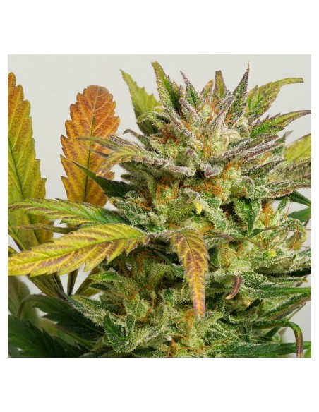 Dutch Passion - Mokum's Tulip - 7 Semi Auto