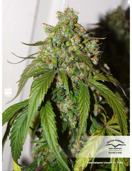 Dutch Passion - Daiquiri Lime - 7 Semi  Auto
