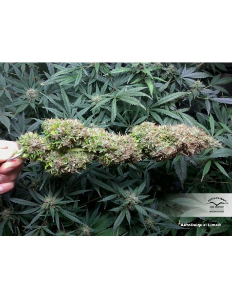 Dutch Passion - Daiquiri Lime - 7 Semi  Auto