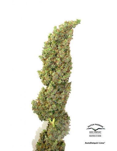 Dutch Passion - Daiquiri Lime - 7 Semi  Auto