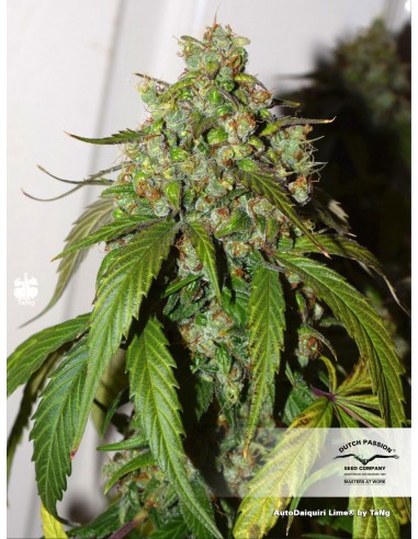 Dutch Passion - Daiquiri Lime - 3 Semi  Auto