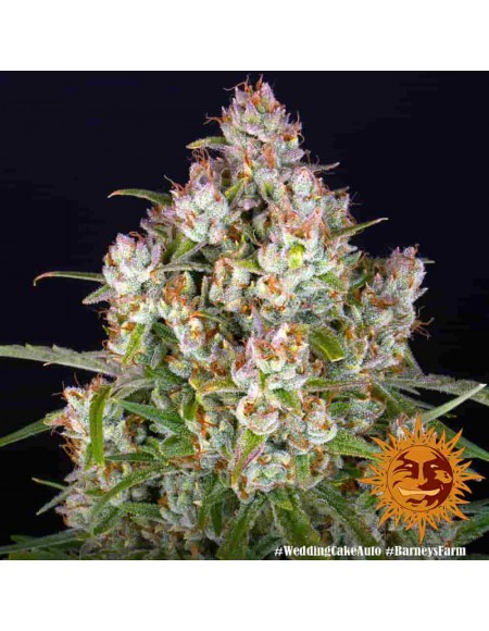 Barney's Farm - Wedding Cake - 3 Semi Auto