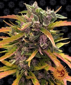 Barney's Farm - Gorilla Glue - 3 Semi Auto