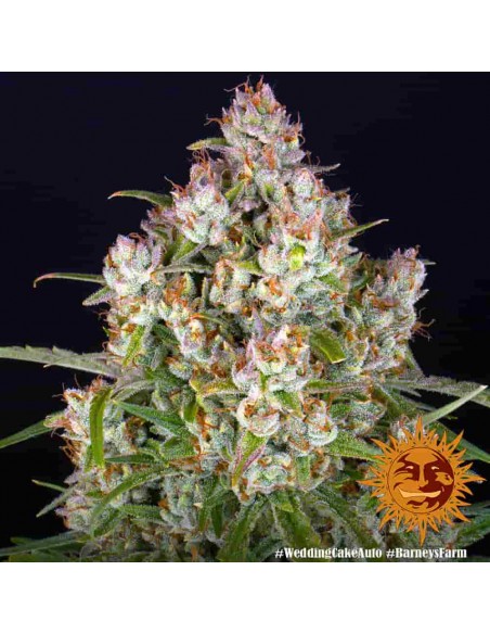 Barney's Farm - Wedding Cake - 10 Semi Auto