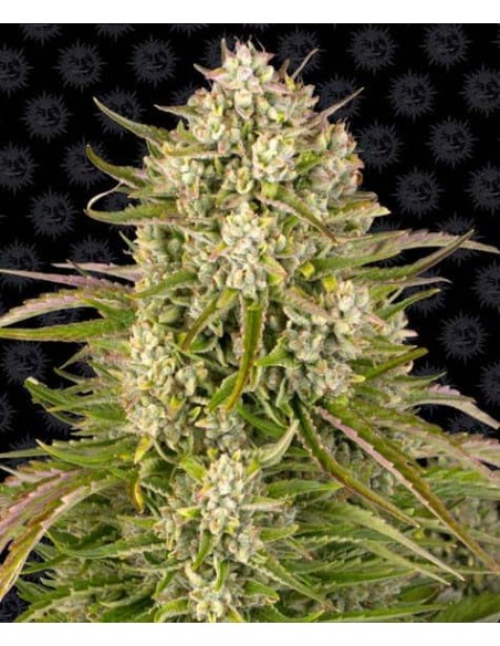 Barney's Farm - Wedding Cake - 10 Semi Auto