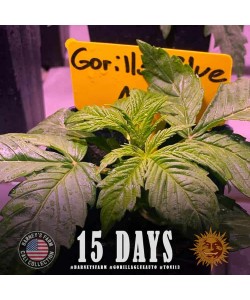 Barney's Farm - Gorilla Glue - 5 Semi Auto 2