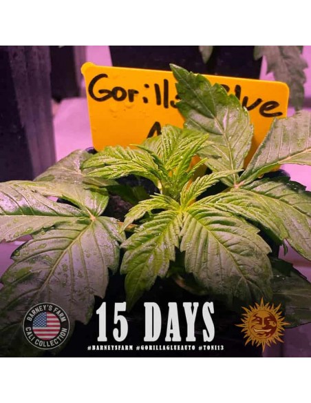 Barney's Farm - Gorilla Glue - 5 Semi Auto