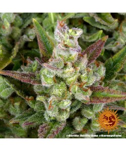 Barney's Farm - Gorilla... 2