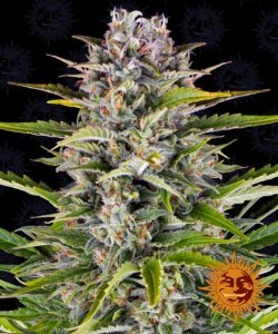 Barney's Farm - Gorilla...