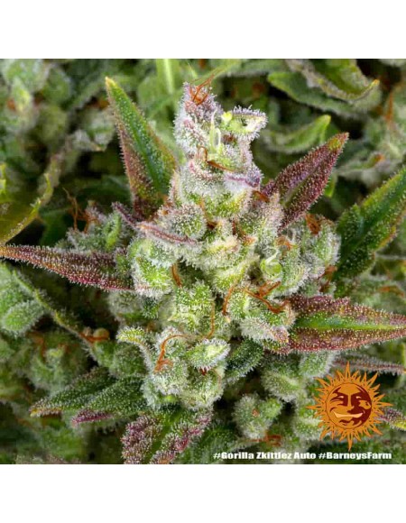 Barney's Farm - Gorilla Zkittlez - 5 Semi Auto