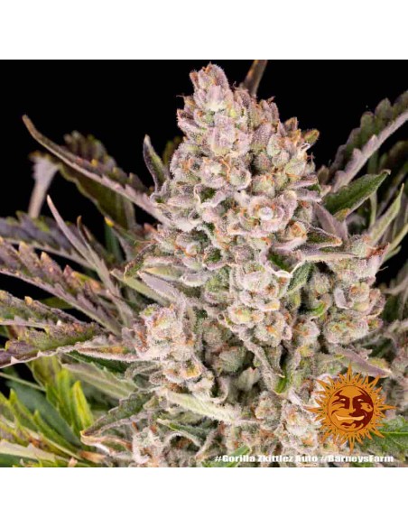 Barney's Farm - Gorilla Zkittlez - 10 Semi Auto