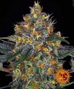 Barney's Farm - Moby Dick...