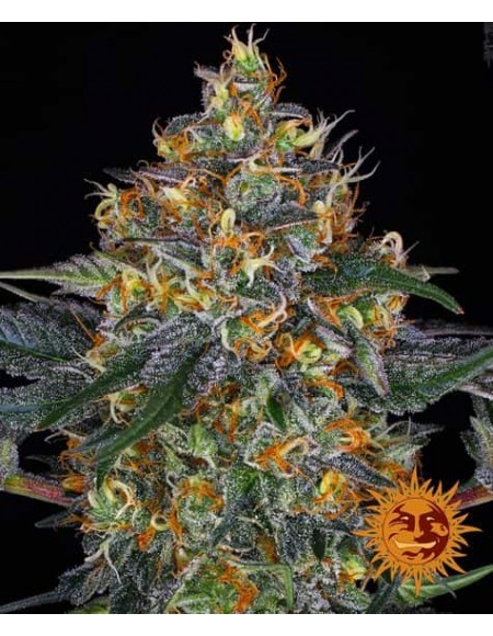 Barney's Farm - Moby Dick Auto- 1 Seme