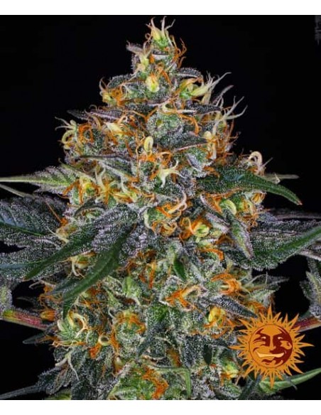 Barney's Farm - Moby Dick - 5 Semi Auto