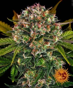 Barney's Farm - Strawberry...