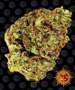 Barney's Farm - Watermelon...