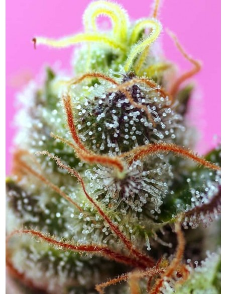 Sweet Seeds Sweet Mimosa XL 5+2 Auto