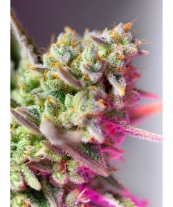 Sweet Seeds Sweet Mimosa XL... 2