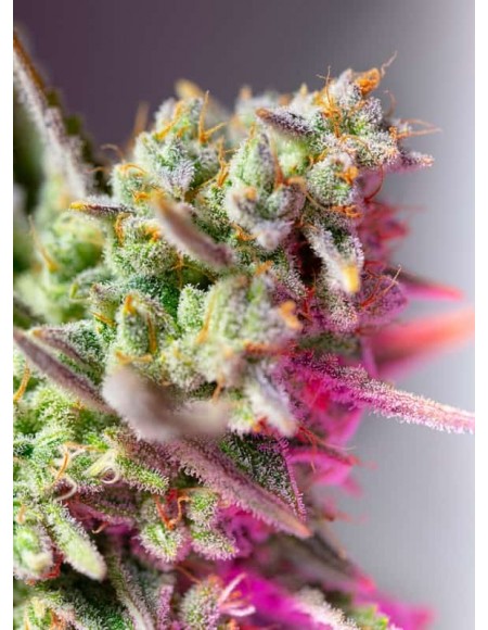 Sweet Seeds Sweet Mimosa XL 5+2 Auto