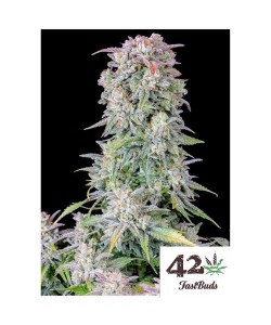 Fast Buds - Afghan Kush...
