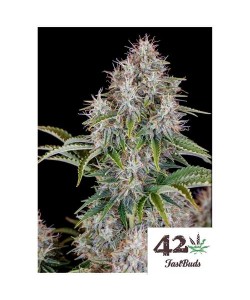 Fast Buds - Cinderella Auto...