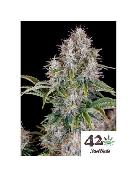 Fast Buds - Cinderella Auto - 3 Semi